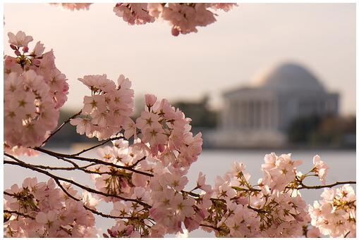 Cherry Blossom Festival